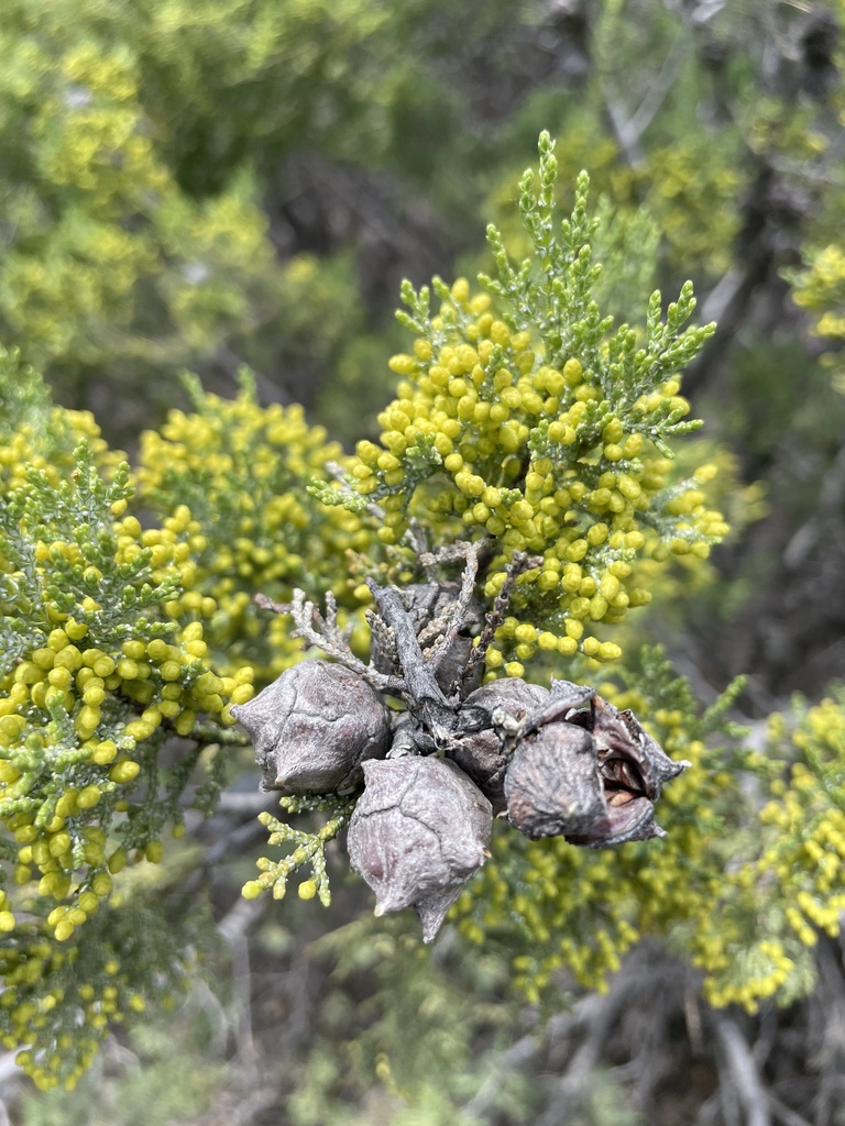Hesperocyparis macnabiana (Mcnab cypress), native California shrub / tree