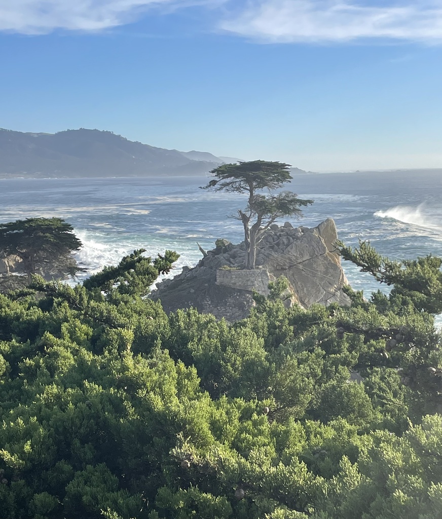 Hesperocyparis macrocarpa (Monterey cypress), native California tree