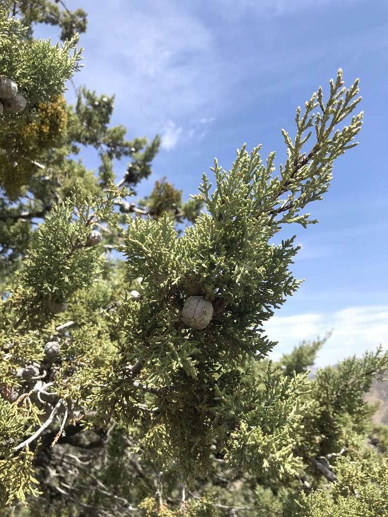 Hesperocyparis nevadensis (Piute cypress), native California tree