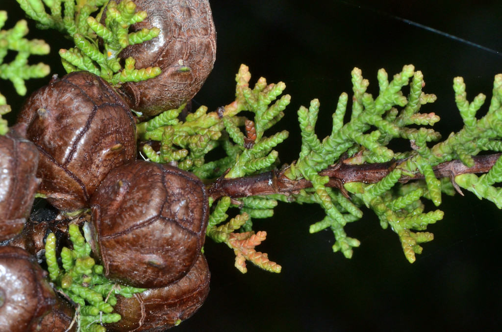 Hesperocyparis pygmaea (pygmy cypress), California vasc