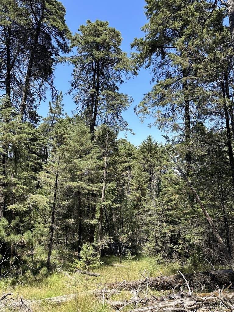 Hesperocyparis sargentii (Sargent cypress), native California shrub / tree
