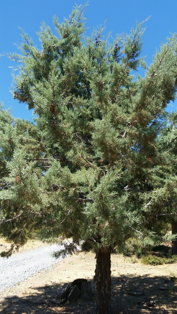 Hesperocyparis stephensonii (Cuyamaca cypress), native California tree