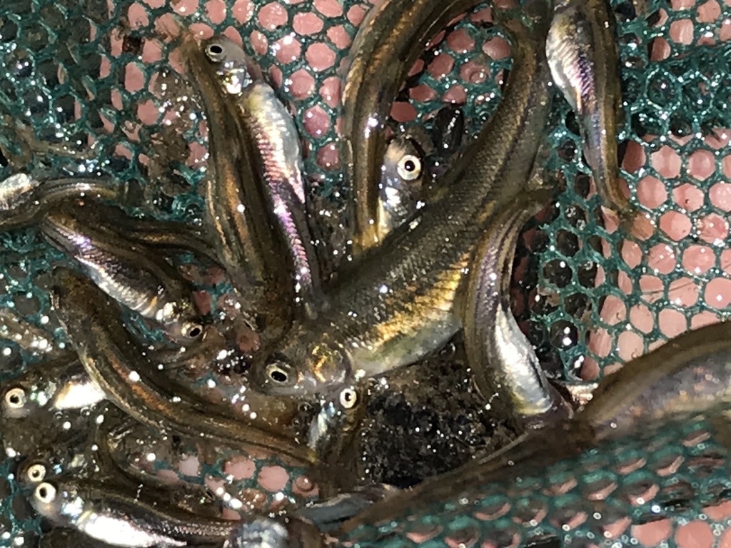 Hesperoleucus mitrulus (Northern Roach), California species
