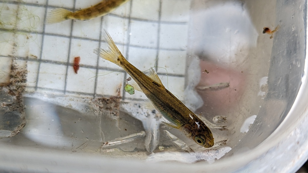 Hesperoleucus venustus navarroensis (Northern Coastal Roach), California species