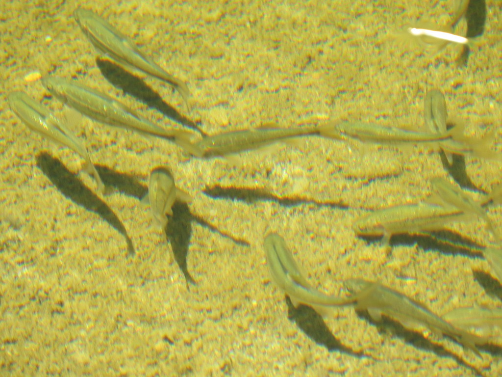 Hesperoleucus venustus (Coastal Roach), California species