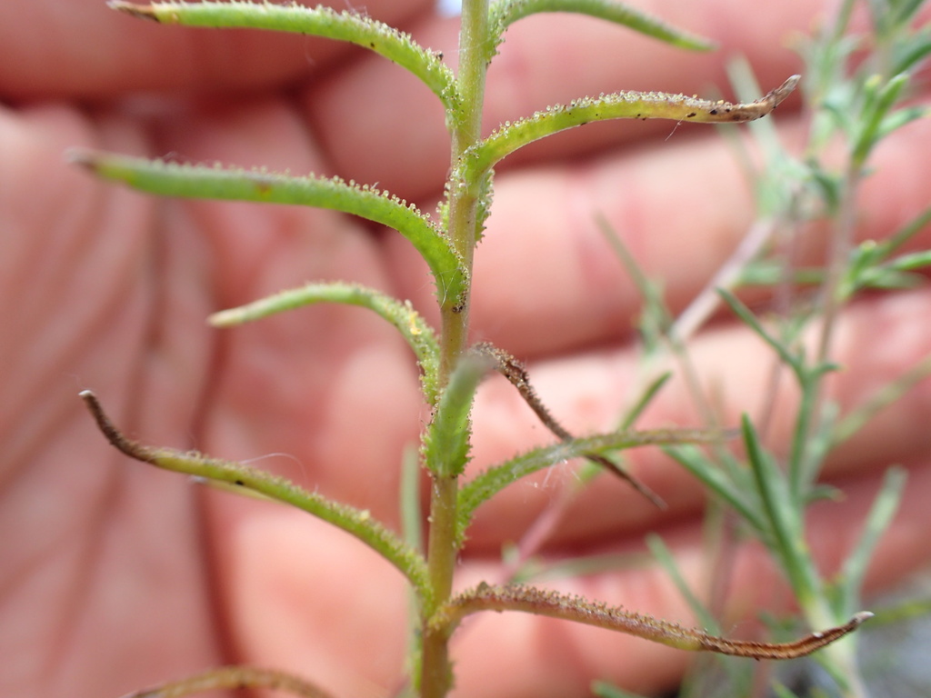 Hesperolinon adenophyllum (Glandular western flax), native California herb
