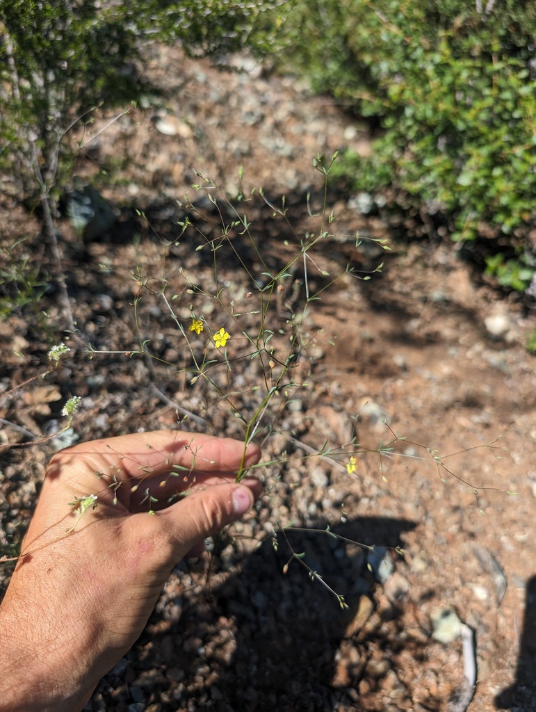 Hesperolinon bicarpellatum (Two-carpellate western flax), native California herb