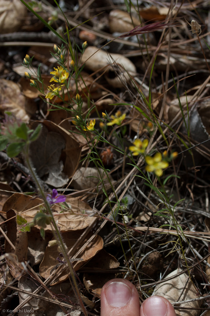 Hesperolinon breweri (Brewer's western flax), native California herb