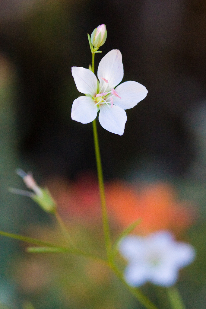 Hesperolinon californicum (California dwarf flax), native California herb