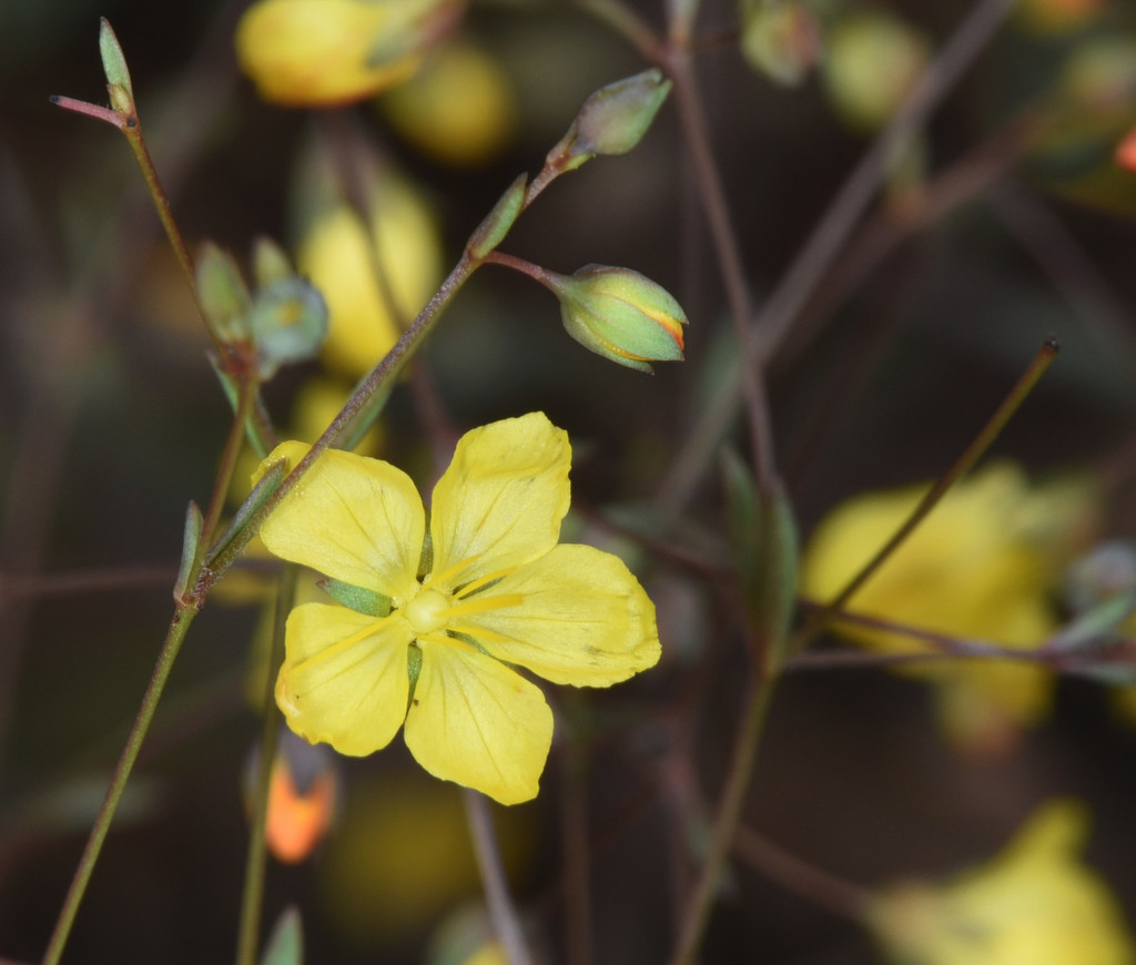 Hesperolinon clevelandii (Allen springs dwarf flax), native California herb