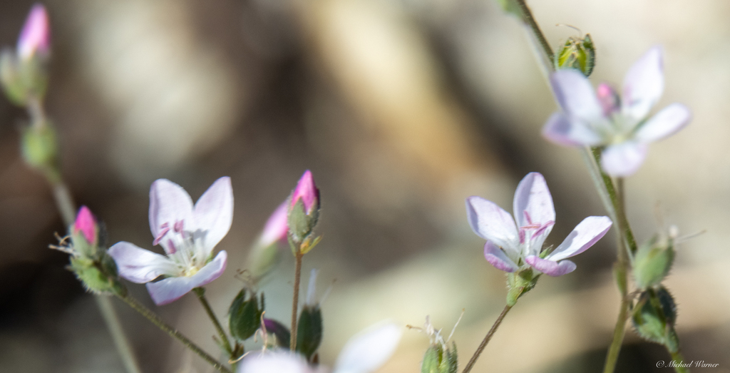 Hesperolinon congestum (Marin western flax), native California herb