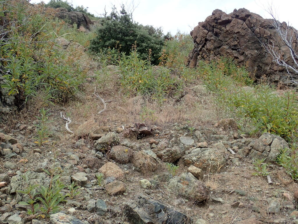 Hesperolinon didymocarpum (Lake county western flax), native California herb