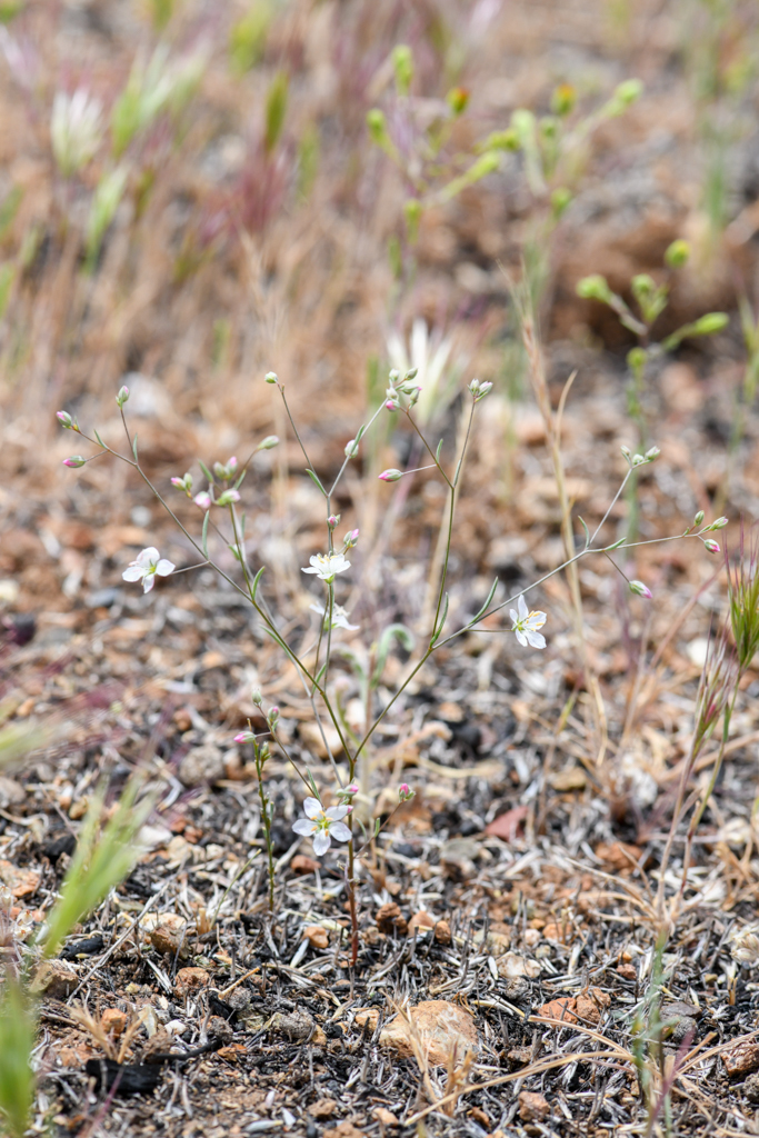 Hesperolinon disjunctum (Coast range dwarf flax), native California herb
