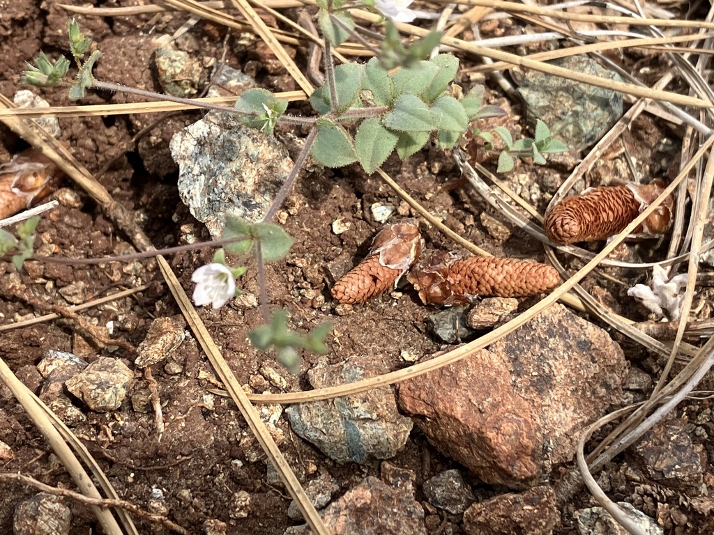 Hesperolinon drymarioides (Drymaria-like western flax), native California herb