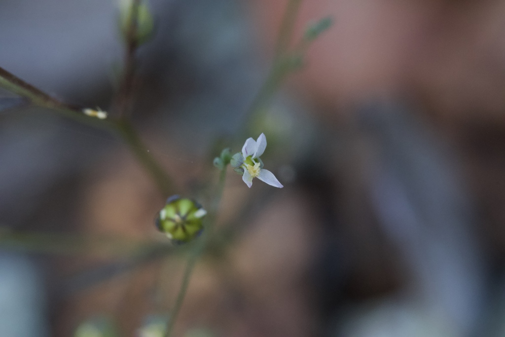 Hesperolinon micranthum (Common dwarf flax), native California herb