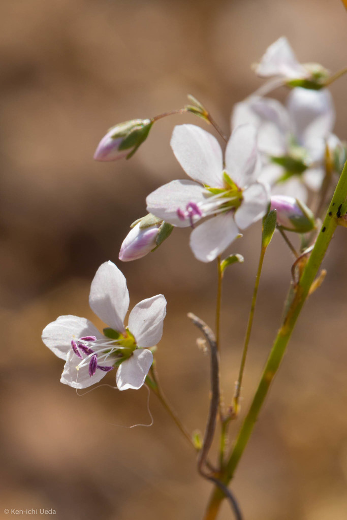 Hesperolinon spergulinum (Slender dwarf flax), native California herb