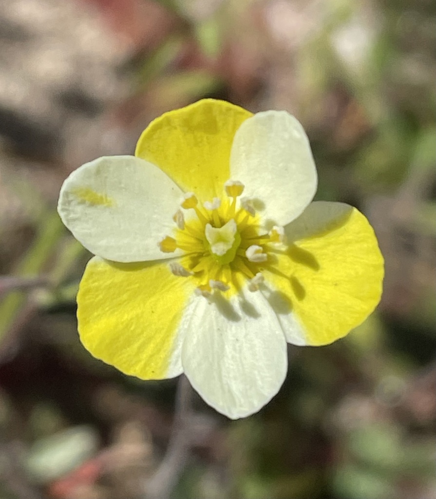 Hesperomecon linearis (Narrowleaf queen poppy), native California herb
