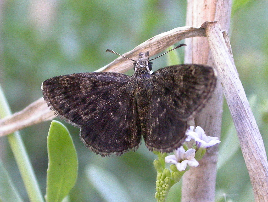 Hesperopsis alpheus (Saltbush Sootywing), California species