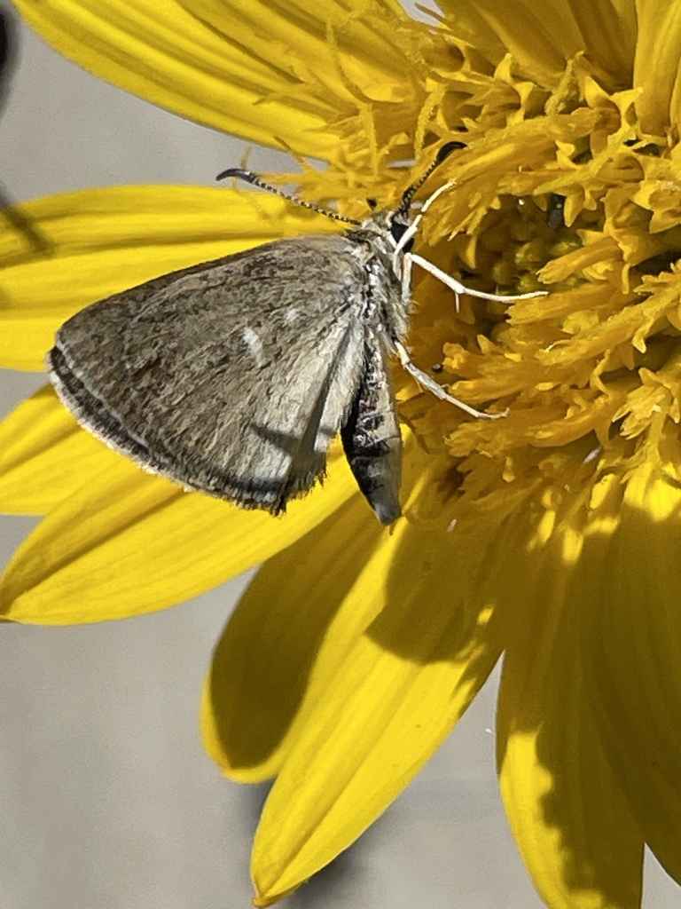 Hesperopsis libya (Mohave Sootywing), California species