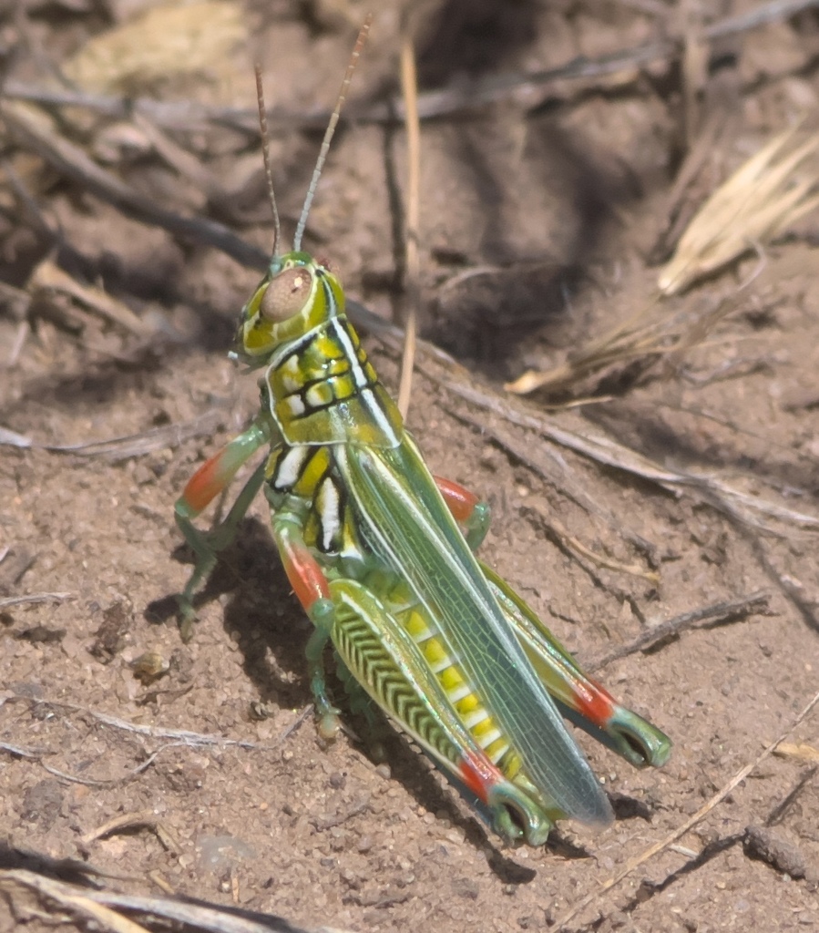 Hesperotettix viridis (Snakeweed Grasshopper), California species