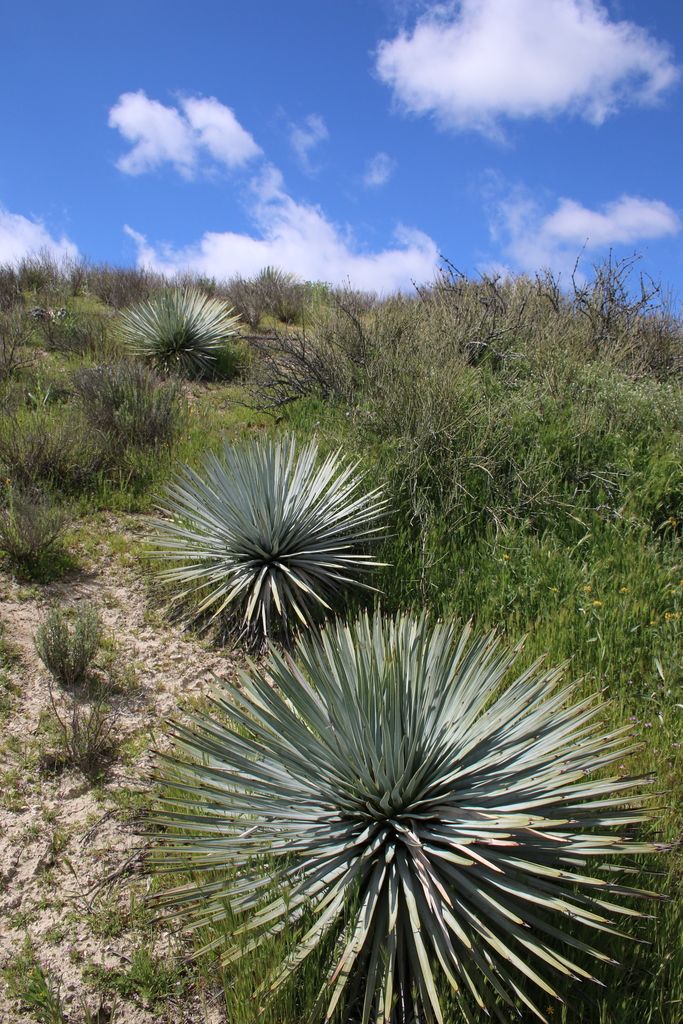 Hesperoyucca sp. (Quixote plant), native California shrub