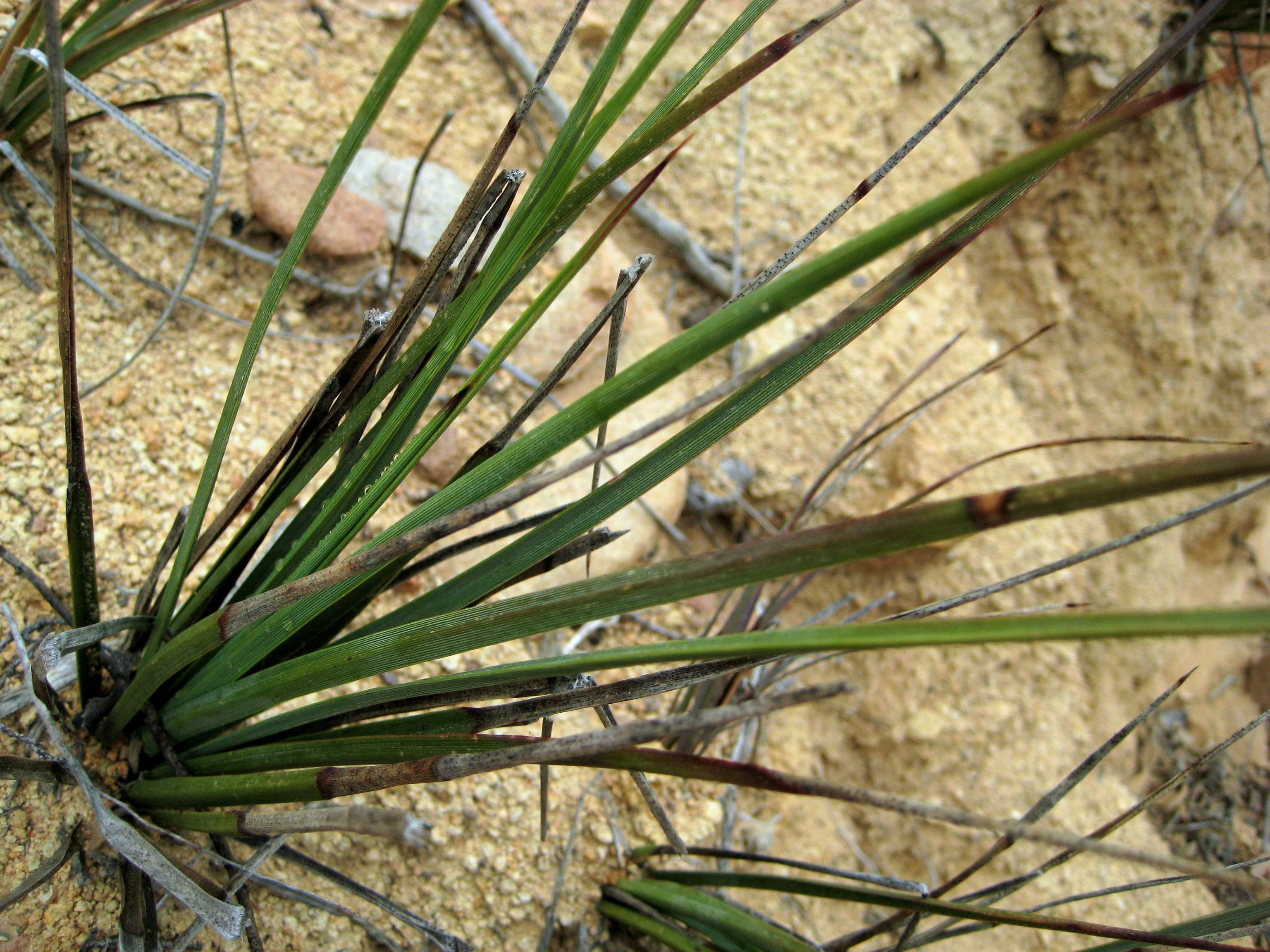 Hesperoyucca whipplei (Chaparral yucca), native California shrub
