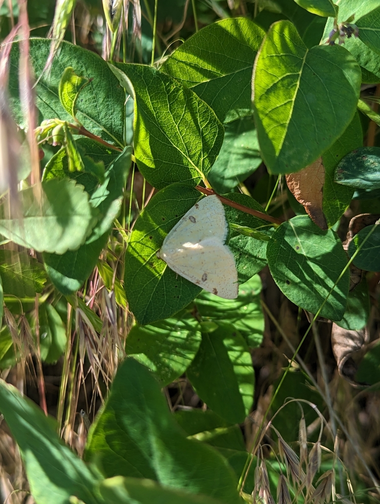 Hesperumia sulphuraria (Sulphur Moth), California species
