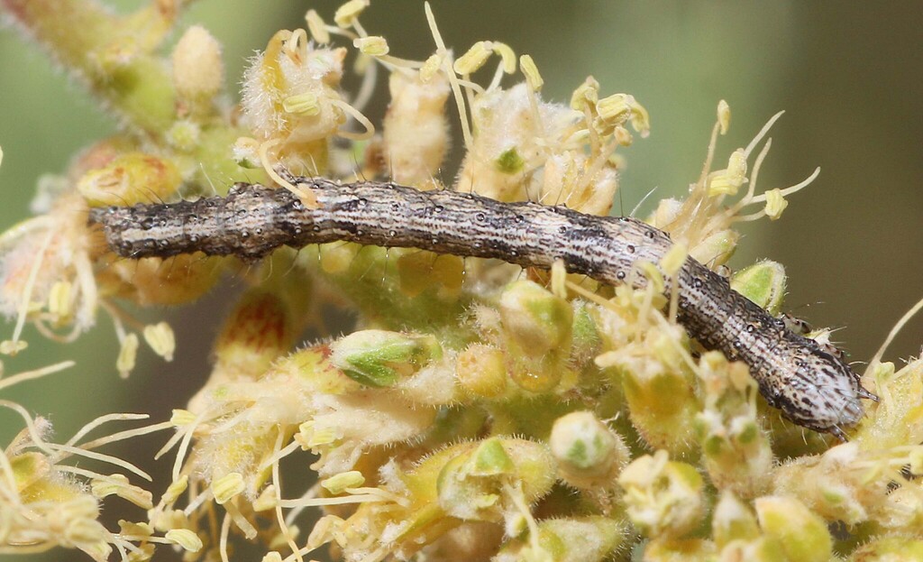 Heteranassa mima, California species