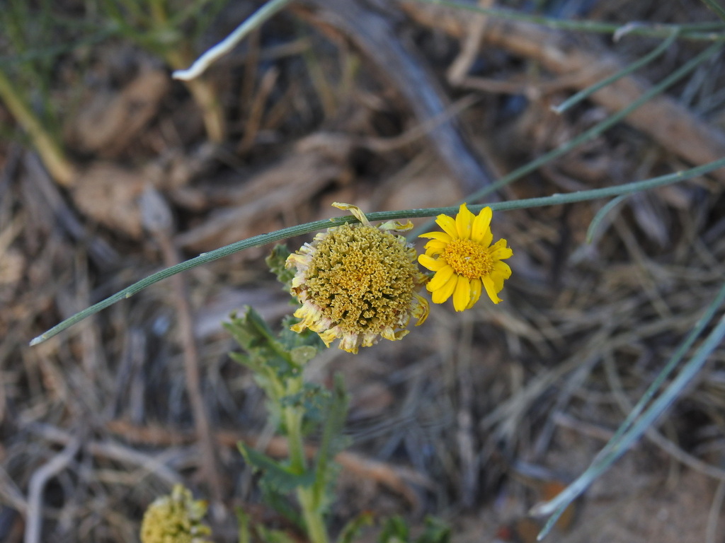 Heteranthemis viscidihirta (Sand chrysanthemum), non-native California herb
