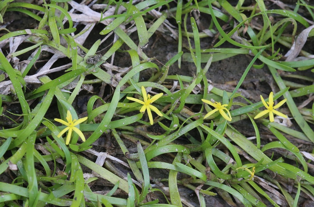 Heteranthera dubia (Water star-grass), native California herb