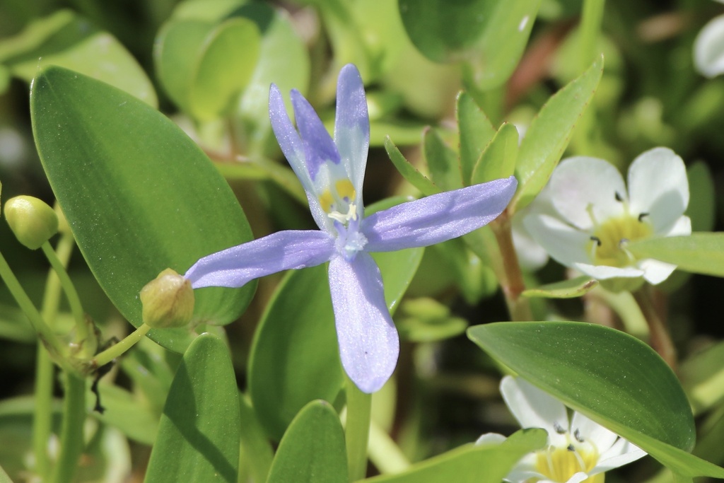 Heteranthera limosa (Blue mud plantain), non-native California herb