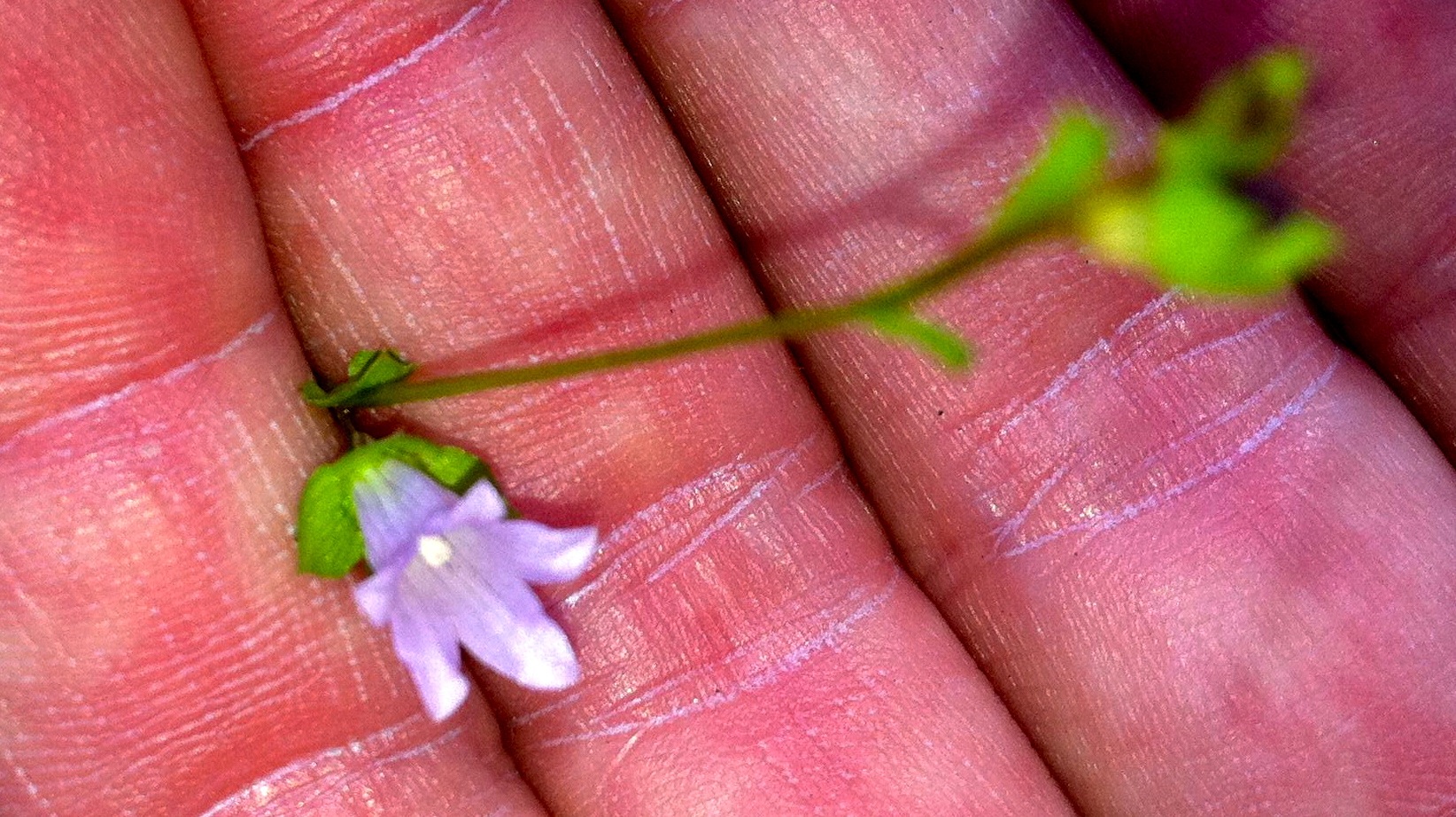 Heterocodon rariflorum (Few flowered heterocodon), native California herb