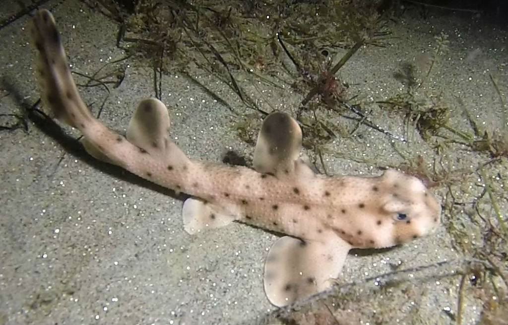 Heterodontus francisci (Horn Shark), California species