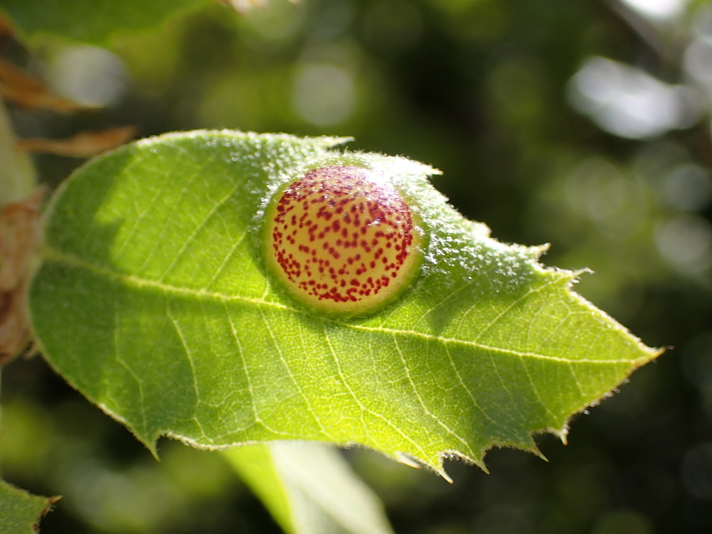 Heteroecus flavens (Round Leaf Gall Wasp), California species