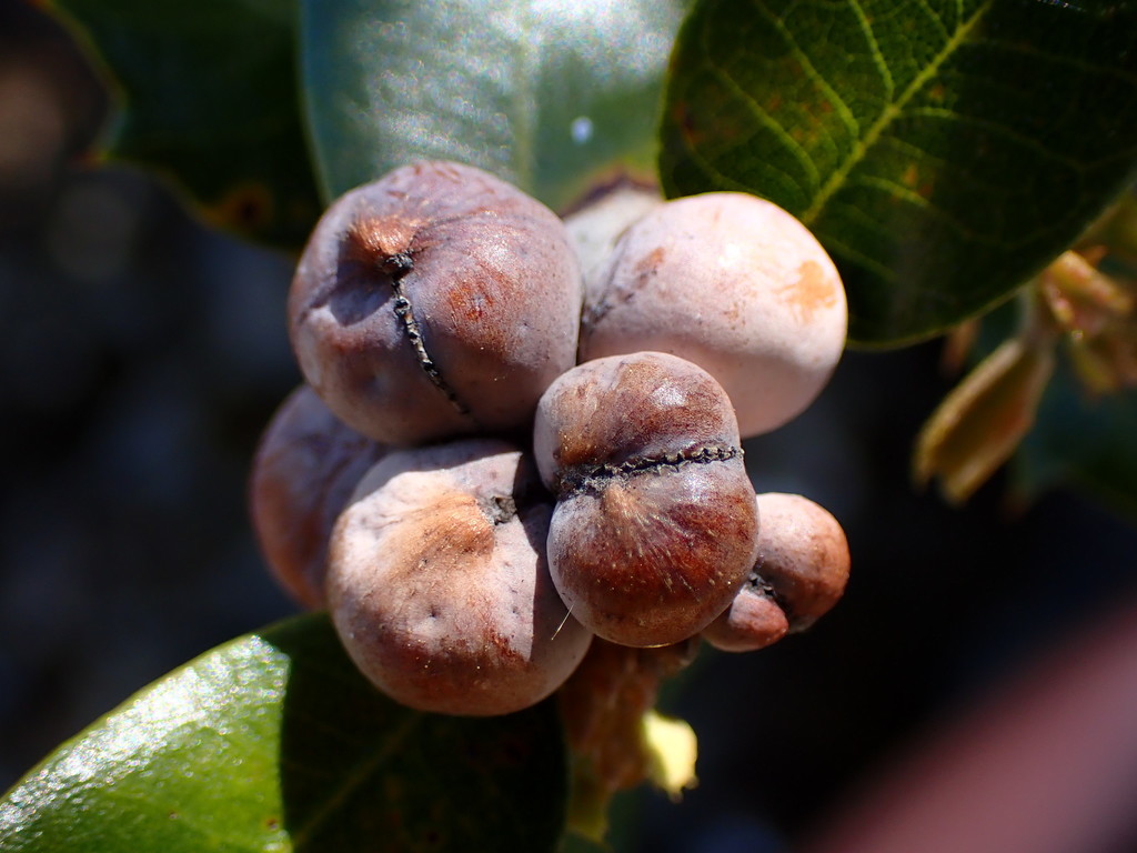 Heteroecus malus (Bullet-Gall Wasp), California species