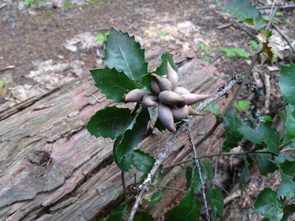 Heteroecus pacificus (Beaked Spindle Gall Wasp), California species