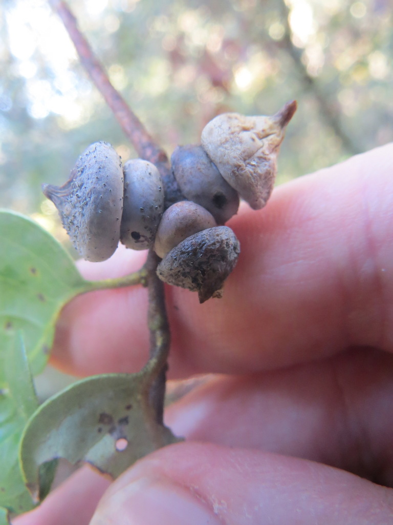 Heteroecus sanctaeclarae (Mushroom Gall Wasp), California species