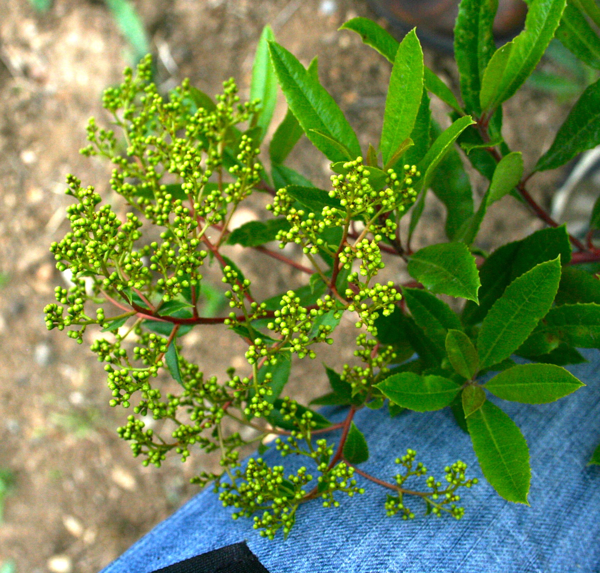 Heteromeles arbutifolia (Christmas berry), native California shrub / tree