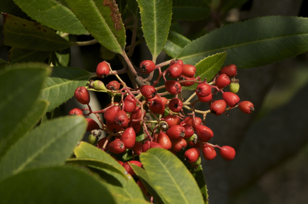 Heteromeles sp. (Christmas berry), native California annual