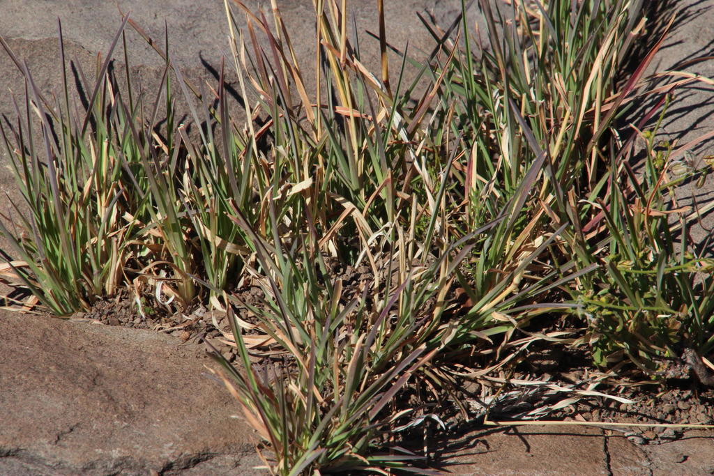 Heteropogon contortus (Tanglehead), native California grass