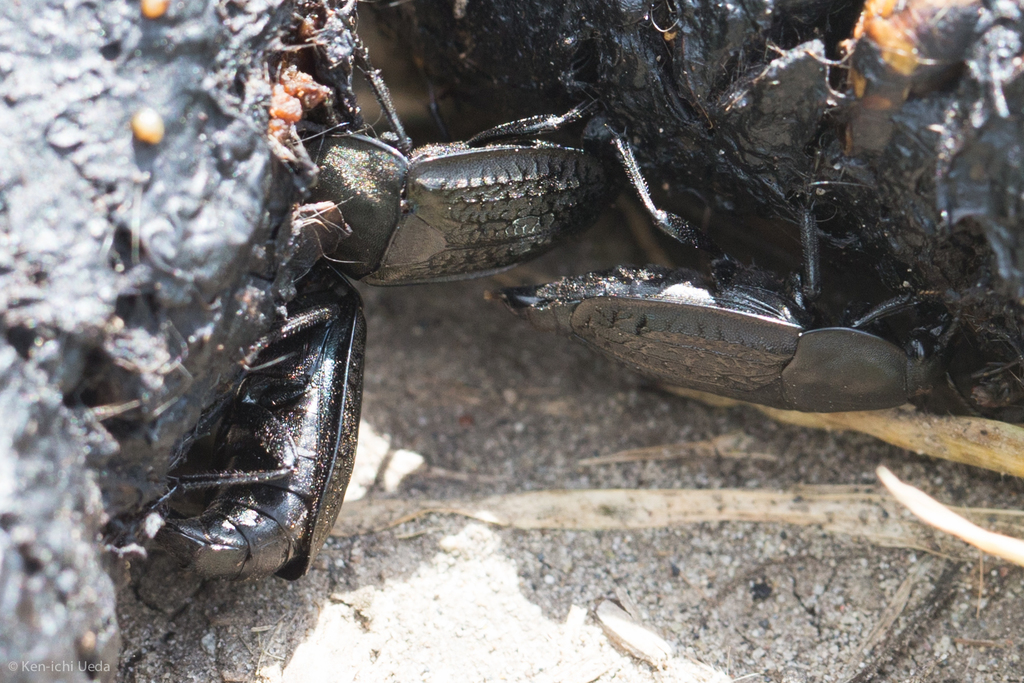 Heterosilpha ramosa (Garden Carrion Beetle), California species