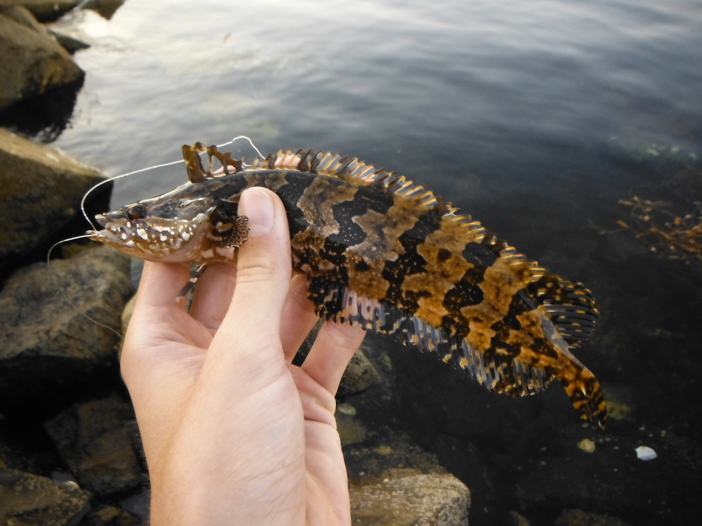 Heterostichus rostratus (Giant Kelpfish), California species