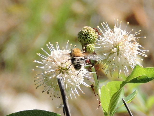 Heterostylum robustum (Bomber fly), California species