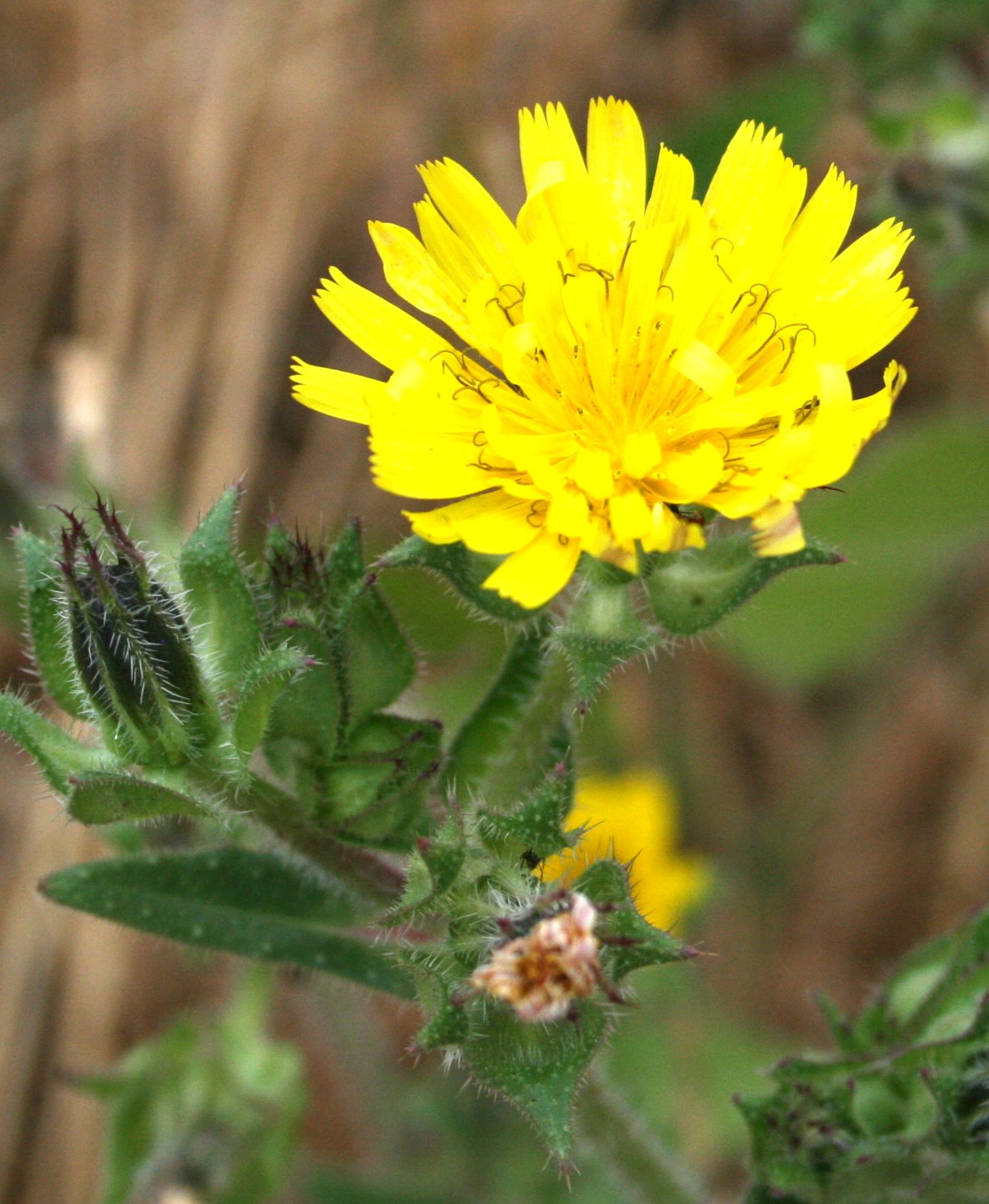 Heterotheca grandiflora (Telegraph weed), native California herb