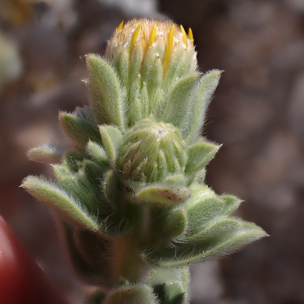 Heterotheca sessiliflora subsp. fastigiata, native California herb