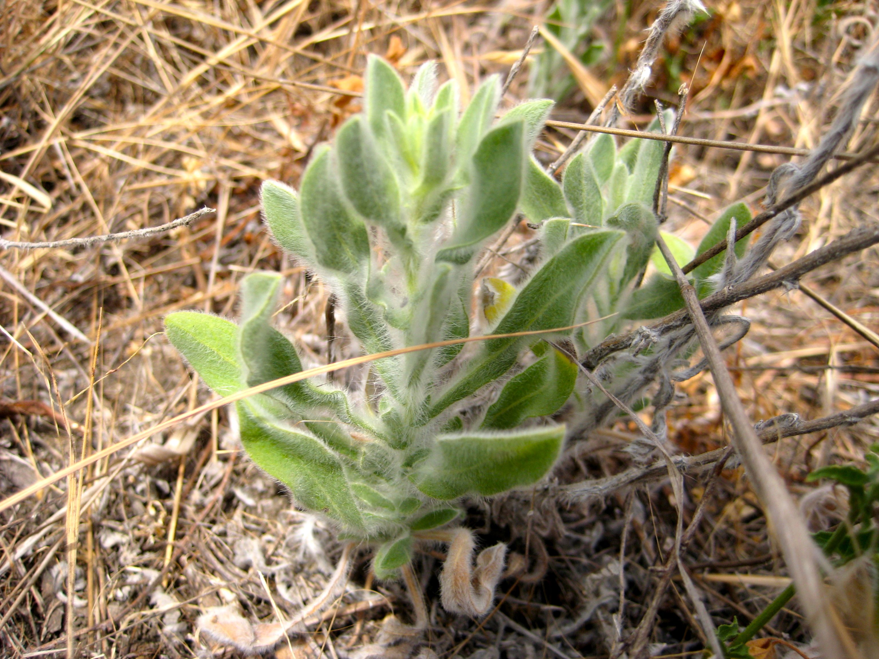 Heterotheca sessiliflora (Sessileflower goldenaster), native California subshrub