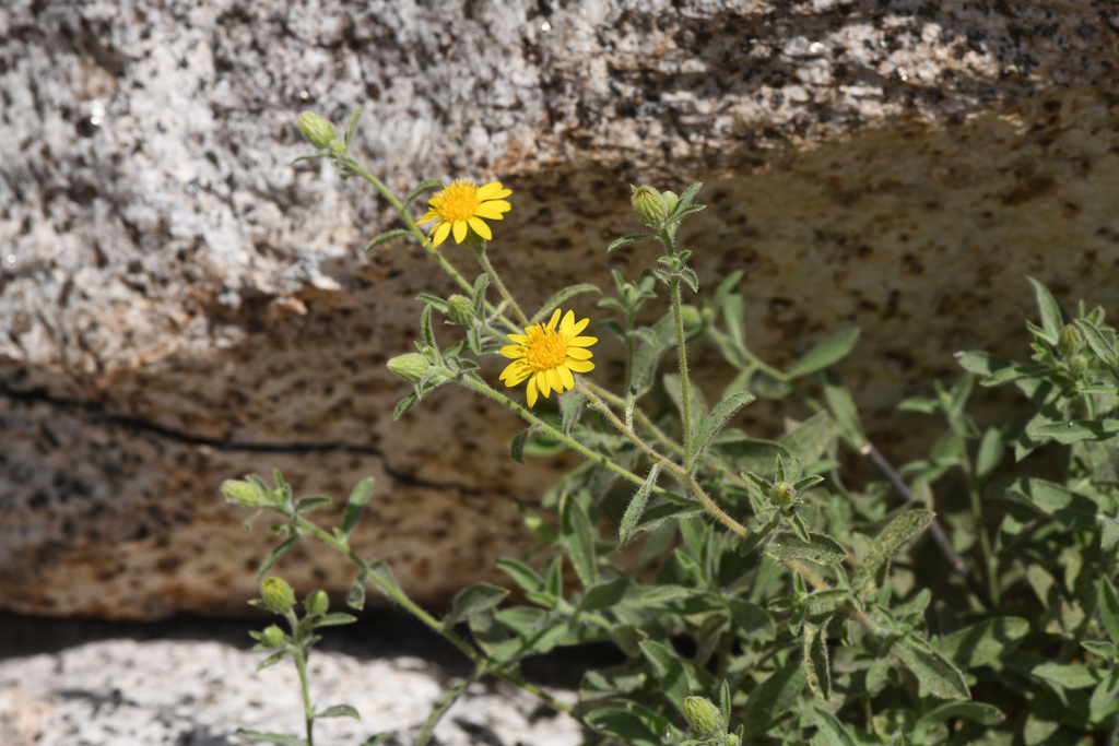 Heterotheca shevockii (Shevock's goldenaster), native California subshrub