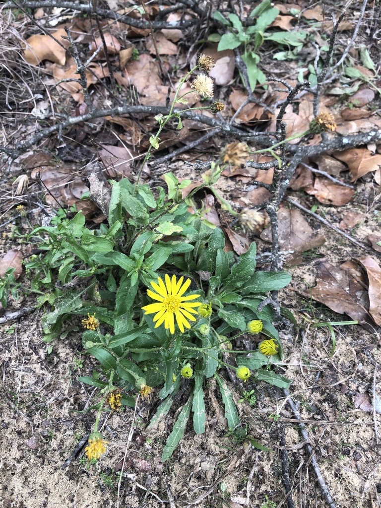 Heterotheca sp. (Goldenaster), native California perennial