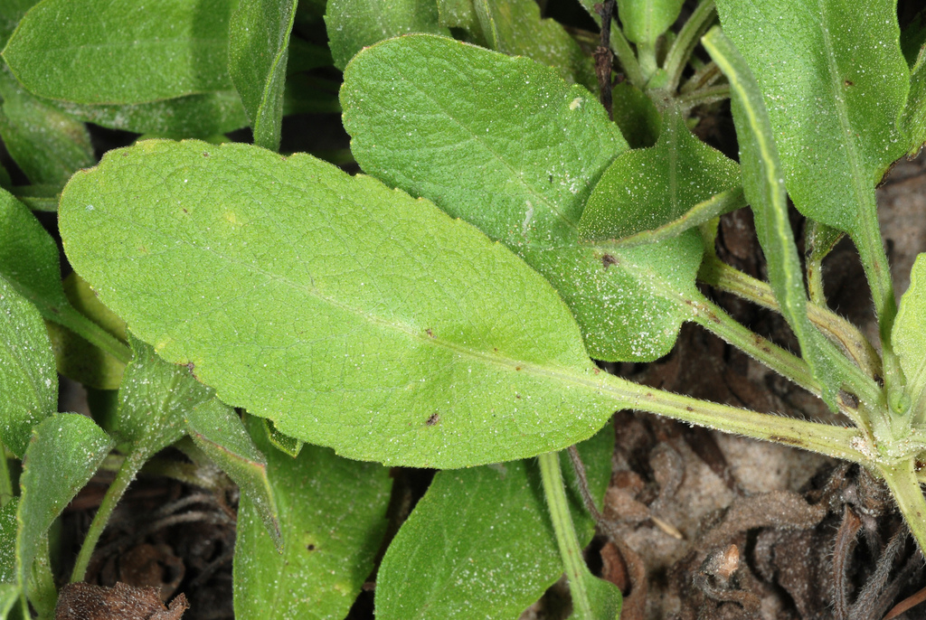 Heterotheca subaxillaris subsp. latifolia (Camphor-weed), native California annual