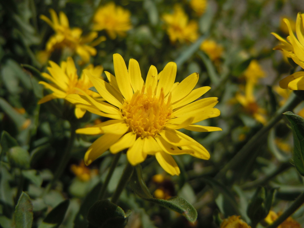 Heterotheca villosa — parent species of Heterotheca villosa var. scabra